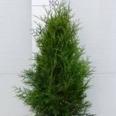 Thuja occidentalis 'Frieslandia' (5)